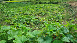 대청호에서 만난 오색빛 호박마을과 두메마을