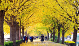 아산 곡교천 은행나무길, 만추의 정취 물씬