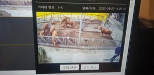 천안시, 한우 번식률 높이는 스마트팜 실현