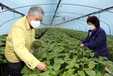 금산 깻잎 연간 매출 635억 원..사상 최고액