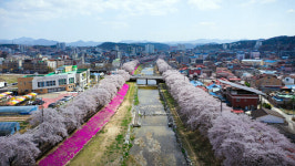 [화보] 금산천 벚꽃 튤립 유채꽃 만발