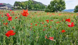 금산 봉황천 꽃양귀비 만개..월영산 출렁다리 인근