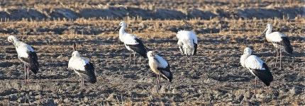 서산버드랜드로 날아든 황새···풍요와 장수 기대
