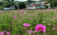[사진] 진산면에 계절 잊고 찾아온 6월 코스모스