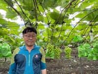 옥천군 최고 복수아왕·포도왕은?