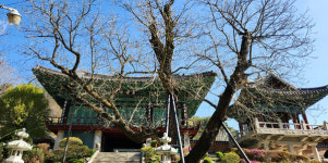 천안 광덕산에 가면 호두나무 조상이 있다?