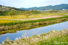 [포토] 세종시 용수천 코스모스 만발...가을 정취 물씬