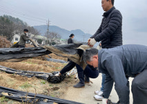 박경용 금산군청 기획예산담당관 및 직원들 농촌일손돕기