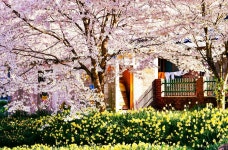 포토스팟 성지 홍성군, 노을·벚꽃 포토존으로 관광객 발길 이어진다