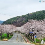 [포토] 홍성 오서산 봄바람 휘날리며  벚꽃 만개