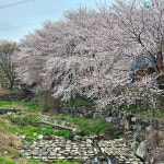 [포토] 홍성 오서산 봄바람 휘날리며  벚꽃 만개