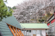 벚꽃 아래 새겨진 항일운동의 흔적, 공주 영명학교