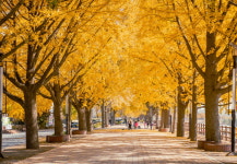아산 곡교천 은행나무길, 야생화 특화공간으로 변신