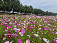 아산시 곡교천, 백일홍·코스모스 등 가을꽃 만개