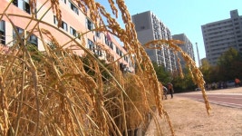노원구, 초등학교 소심 속 친환경 쌀 수확 체험