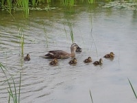 이촌한강공원 생태 살아난다…흰뺨검둥오리 가족 발견