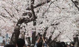 인천시, 벚꽂철 인천대공원·월미공원 전면 통제