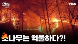 [인싸_이드] 그래서 산불에 강한 숲을 만들기로 했다
