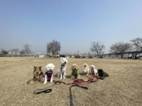 반려동물 판매업 허가제 전환…무허가 영업자 최대 2년 징역