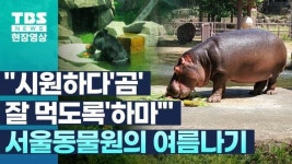 [현장영상] 시원하다곰, 잘 먹도록하마…서울동물원의 여름나기