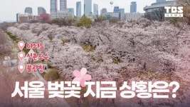 서울의 봄 수놓은 벚꽃 만개ㅣ여의도, 석촌호수, 불광천 서울 벚꽃 명소 몰아보기