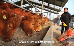 충북 보은서 또 구제역 확진…전국 5번째
