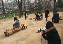 어린이대공원, 보라매공원 반려견 놀이터 2월 2일 개장