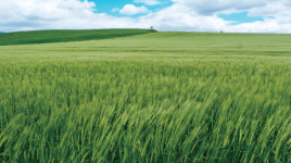 [금기연 야고보의 산티아고 순례길 풍경] <10>바람에 일렁이는 밀밭