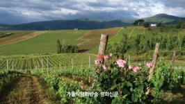 [금기연 야고보의 산티아고 순례길 풍경] <15>포도밭의 장미