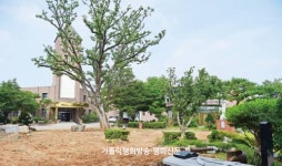 수원 평택본당, 92년 역사 지켜본 ‘느티나무’ 살리기 나서