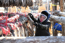 칼바람에 얼었다 녹았다… 하늘과 함께 빚은 금빛 ‘황태’
