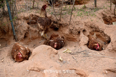 [농민 주일] 배나무밭에서 뛰놀고 흙목욕… “행복한 닭은 맛도 행복해요~”