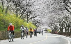 (34)섬진강 따라 벚꽃 흐드러진 구례 동해마을