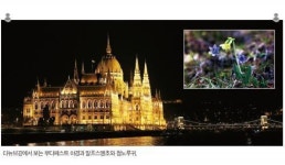 (섬진강편지)(54)알프스의 꽃들과 영화 ‘그루밍선데이’ 