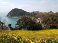 ‘봄에 가고 싶은 섬’ 여수 하화도·진도 관매도·신안 선도