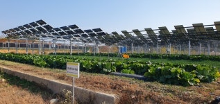 (르포) 세계가 주목하는 한국의 영농형 태양광 국가 MW급 태양광 R&BD 실증센터