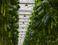 식물생장용LED 사용하니 오이 수확량 30%↑