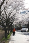 보성 대원사길 ‘벚꽃 엔딩’, 주말 절정
