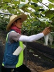 광주우편집중국 일손 부족 포도농가 도와