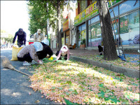 광주시 “가로수 은행 채취 신청하세요”