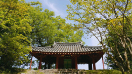 [숲나들이]면앙정에 상수리나무 심은 뜻은?