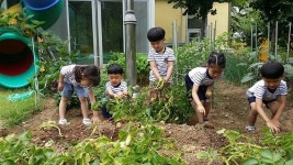 진남유치원, 식생활개선 네트워크 지원 텃밭에서 첫 수확
