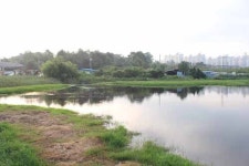 [광주앞산뒷산습지]<5>금호제 습지 비오톱과 멸종 위기종