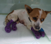 네 다리 괴사…누가 반려견 ‘덕구’를 해꼬지했나