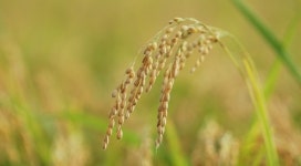 농식품부, 내년 벼 정부보급종 종자 신청 접수