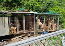 광주 동구에도 개농장…경찰 고발