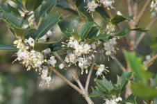 100년 역사 가장 오래된 편백나무 숲