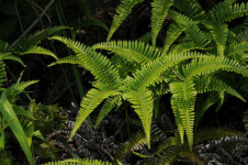 100년 역사 가장 오래된 편백나무 숲