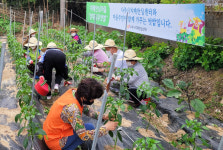 어르신 그룹 텃밭 활동 치매 예방·재활 도와