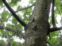 오동나무 아파트 입주 동물들